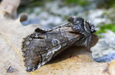 Blaukopf (Diloba caerulocephala) - © Rupert Fauster